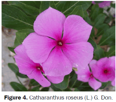 botanical-sciences-Catharanthus-roseus