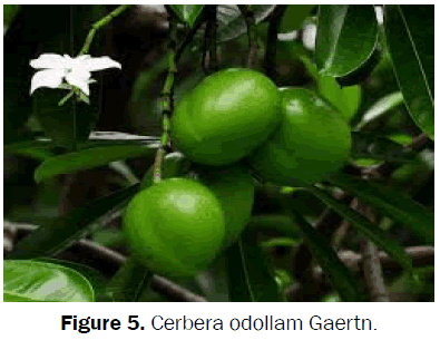 botanical-sciences-Cerbera-odollam-Gaertn