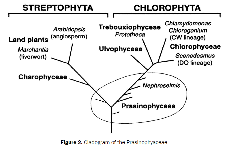 botanical-sciences-Cladogram