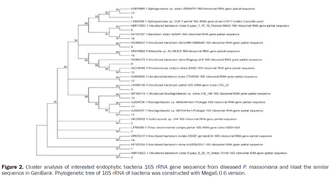 botanical-sciences-Cluster-analysis