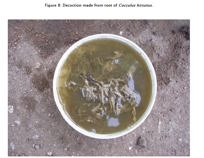 botanical-sciences-Decoction-made-root-Cocculus-hirsutus