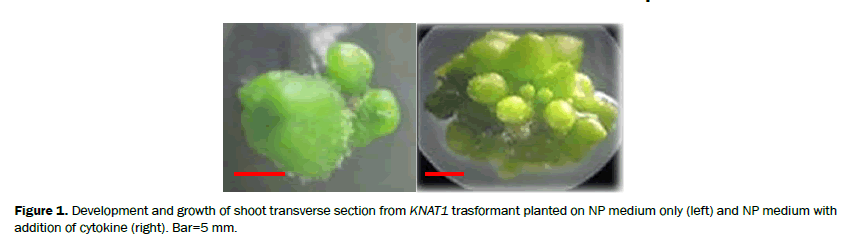 botanical-sciences-Development-growth-transverse