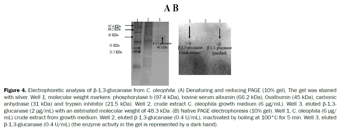 botanical-sciences-Electrophoretic-analysis