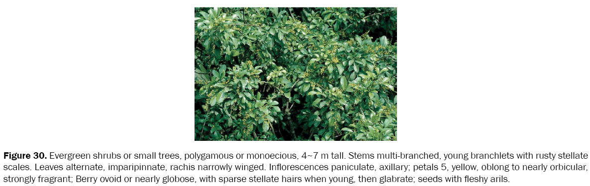 botanical-sciences-Evergreen-shrubs