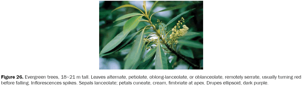 botanical-sciences-Evergreen-trees