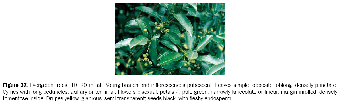 botanical-sciences-Evergreen-trees