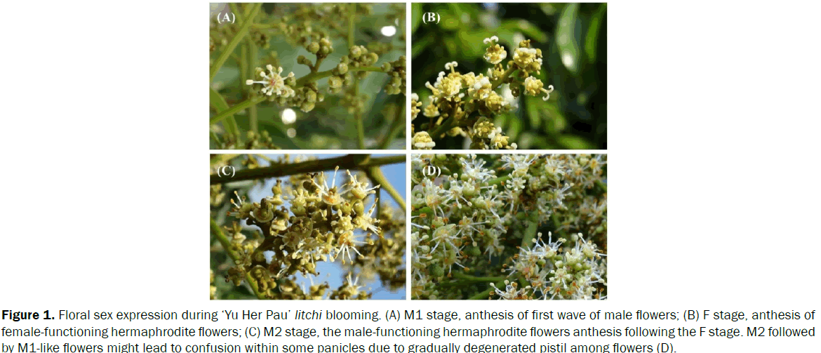 botanical-sciences-Floral-sex