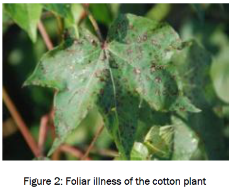 botanical-sciences-Foliar-illness-cotton-plant