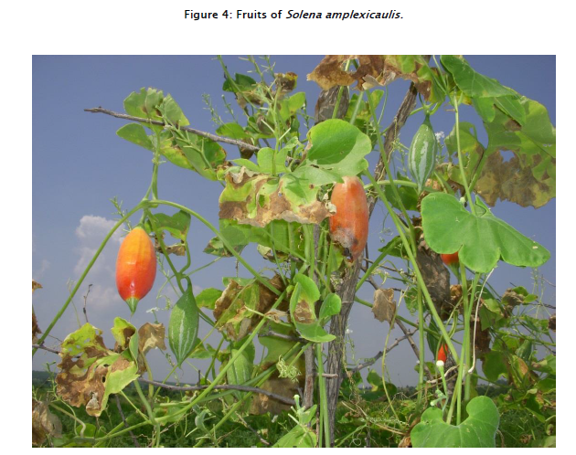 botanical-sciences-Fruits-Solena-amplexicaulis