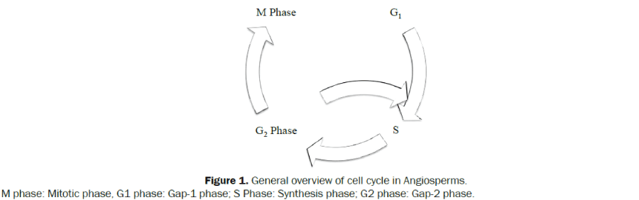 General-overview-Angiosperms