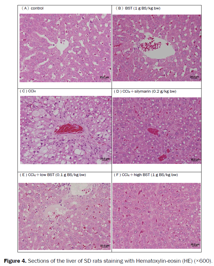 botanical-sciences-Hematoxylin-eosin