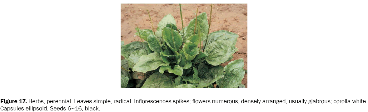 botanical-sciences-Herbs-perennial