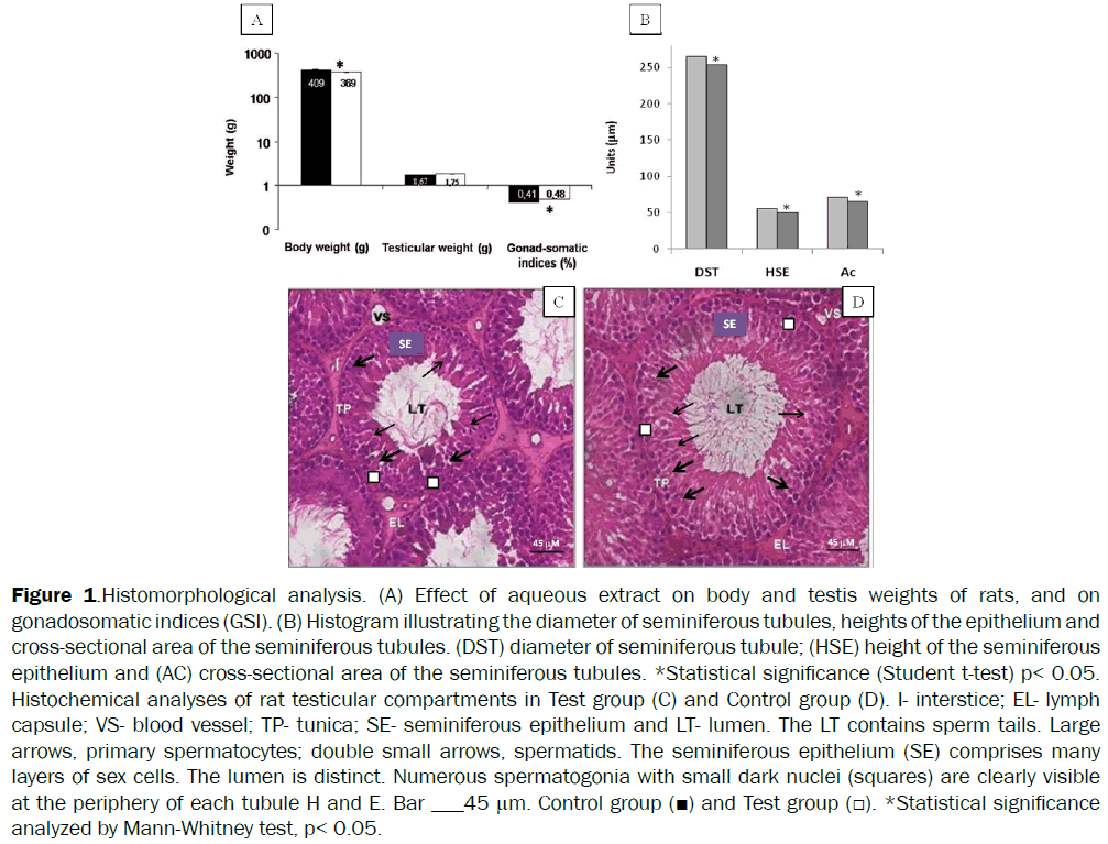 botanical-sciences-Histomorphological-aqueous-testis