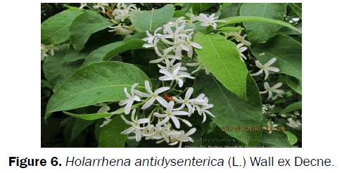 botanical-sciences-Holarrhena-antidysenterica-Decne