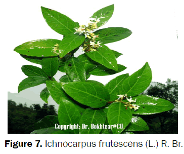 botanical-sciences-Ichnocarpus-frutescens