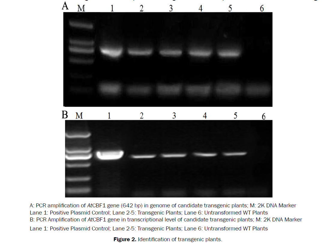 botanical-sciences-Identification-transgenic-plants