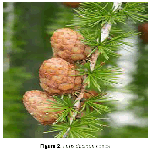 botanical-sciences-Larix-decidua