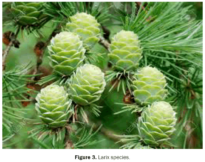 botanical-sciences-Larix-species