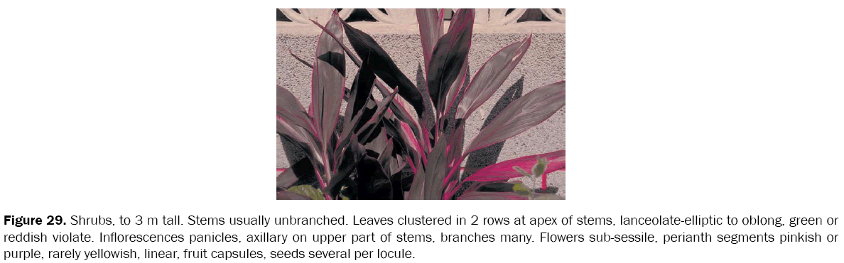 botanical-sciences-Leaves-clustered
