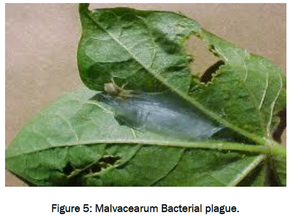 botanical-sciences-Malvacearum-Bacterial-plague