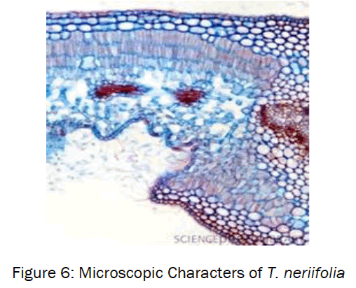 botanical-sciences-Microscopic-Characters