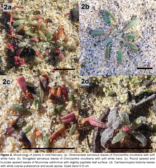 Morphology-plants-Oblanceolate