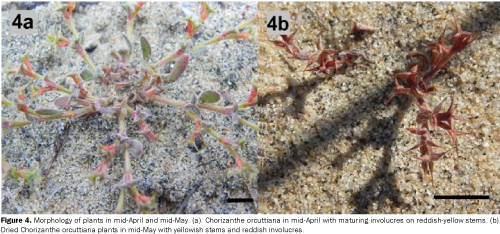 Morphology-yellowish-reddish