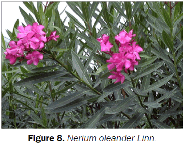 botanical-sciences-Nerium-oleander-Linn