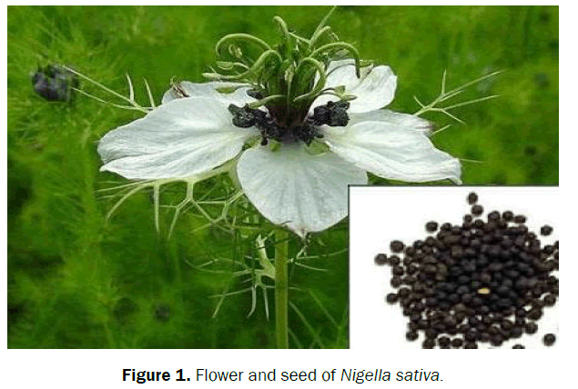 botanical-sciences-Nigella-sativa