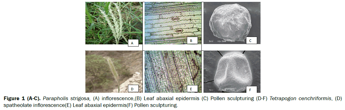 Parapholis-strigosa