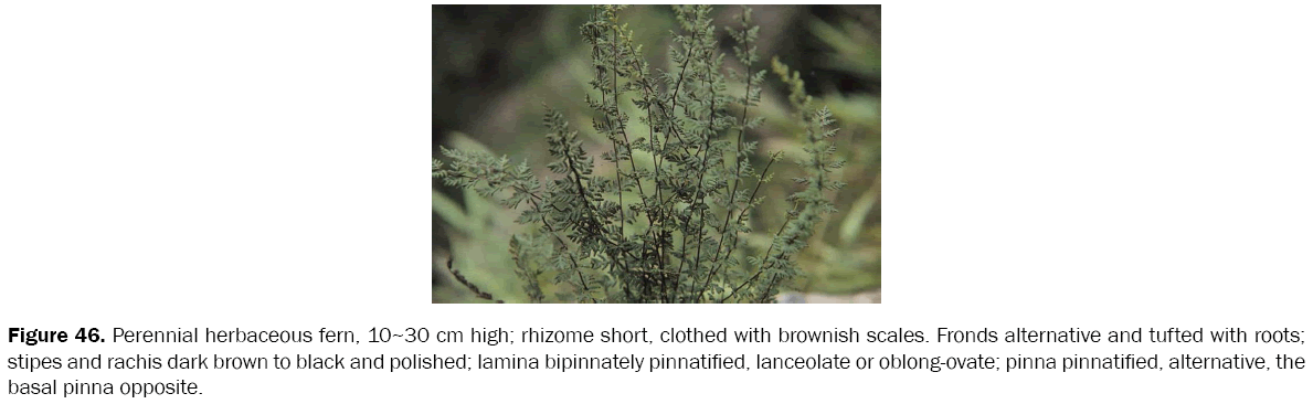 botanical-sciences-Perennial-herbaceous