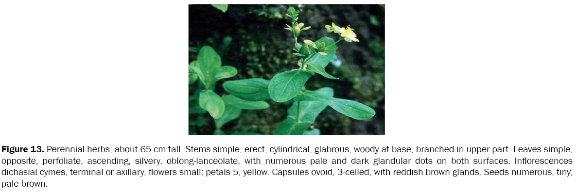 botanical-sciences-Perennial-herbs