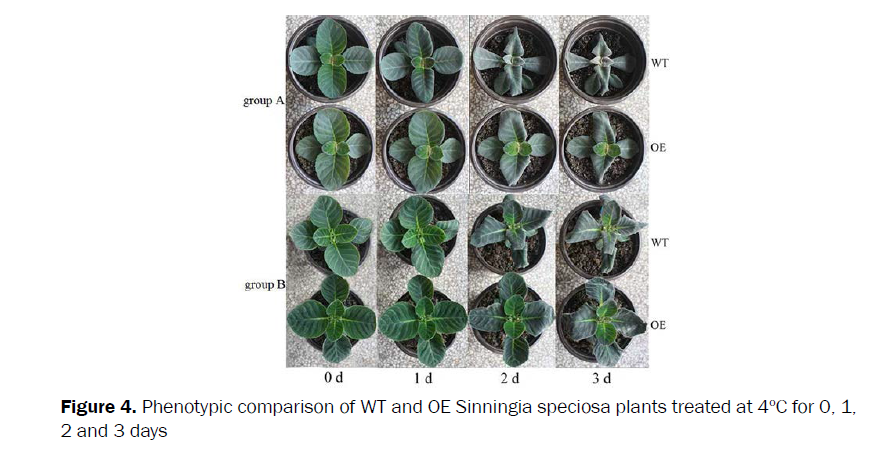 botanical-sciences-Phenotypic-comparison-WT