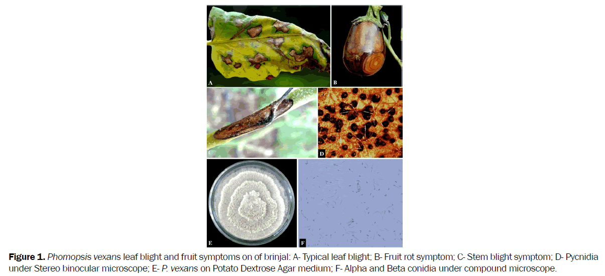 botanical-sciences-Phomopsis-vexans-leaf-blight