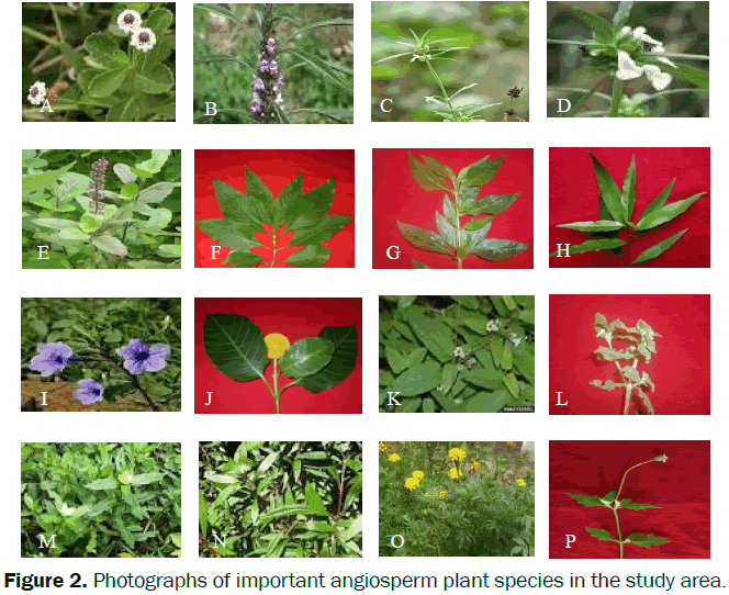 botanical-sciences-Photographs-angiosperm-species