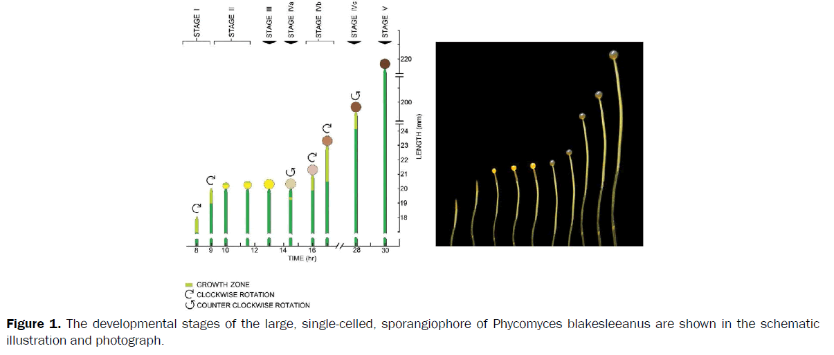 botanical-sciences-Phycomyces-blakesleeanus