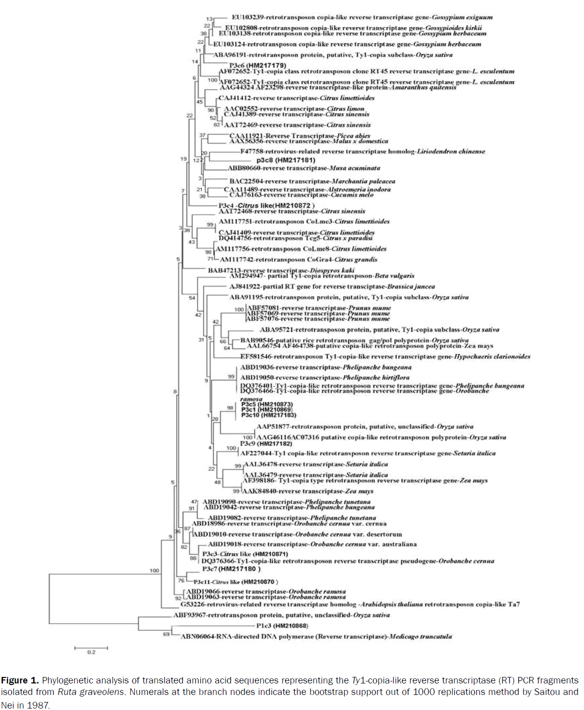 botanical-sciences-Phylogenetic-analysis