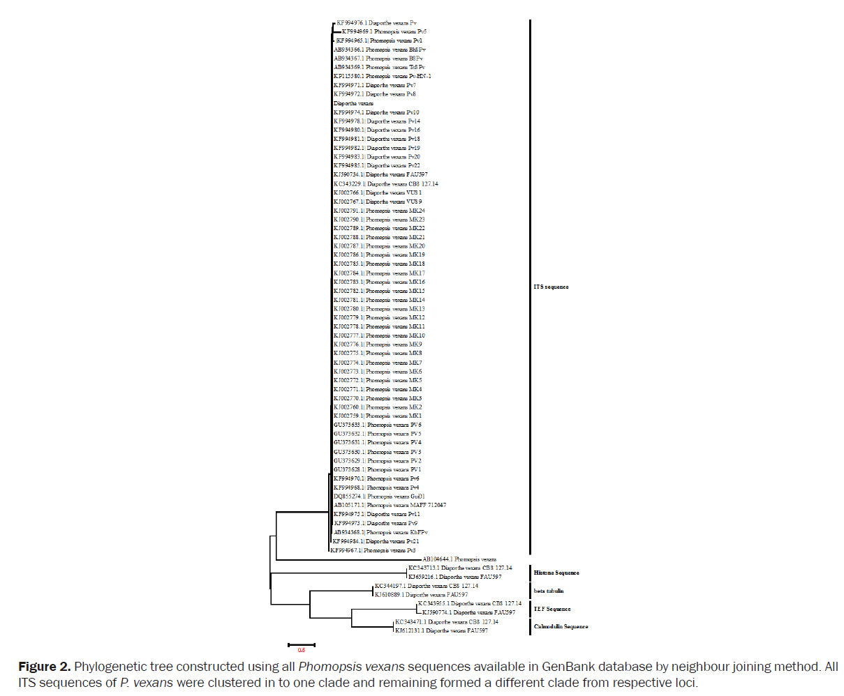 botanical-sciences-Phylogenetic-tree-constructed