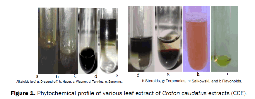 botanical-sciences-Phytochemical-profile-various-leaf