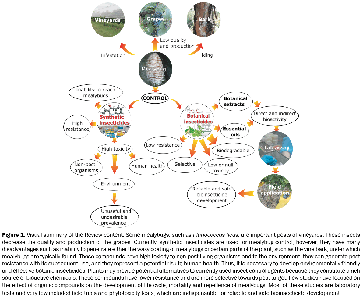 botanical-sciences-Planococcus-ficus