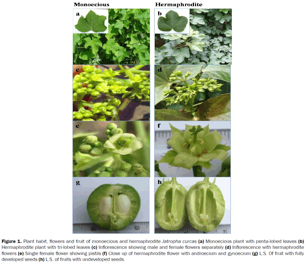 botanical-sciences-Plant-habit