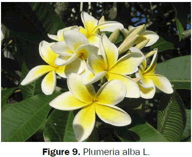 botanical-sciences-Plumeria-alba