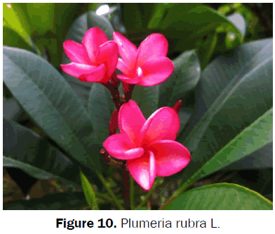 botanical-sciences-Plumeria-rubra