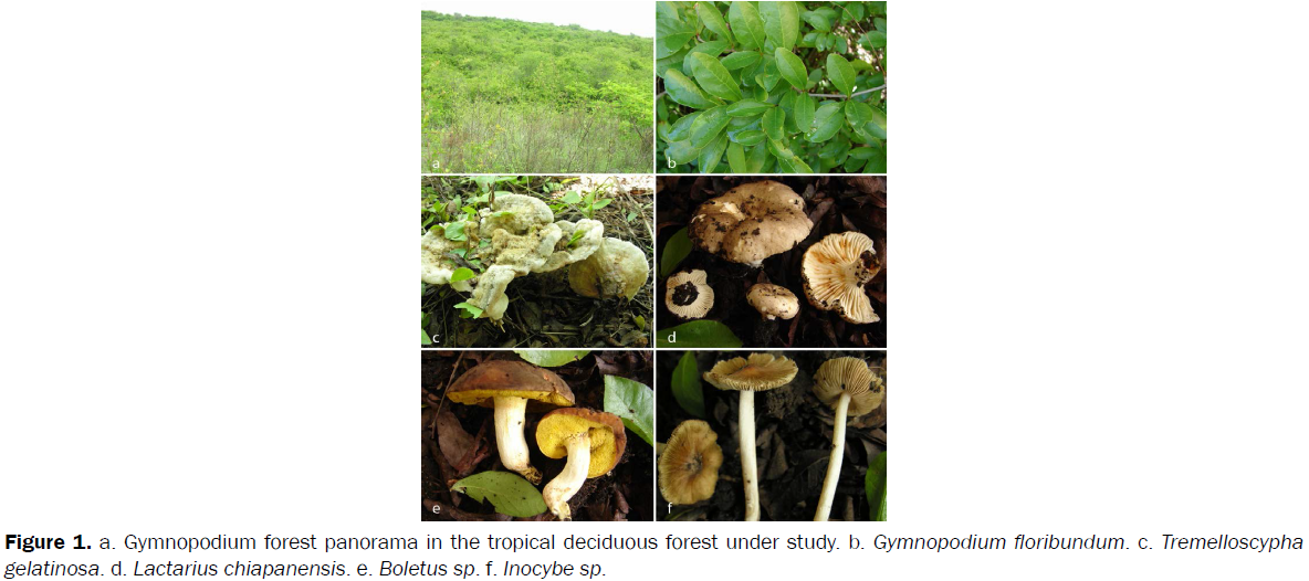 botanical-sciences-Possible-defense-mechanism