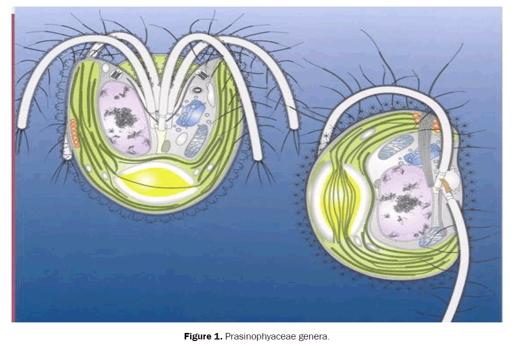 botanical-sciences-Prasinophyaceae