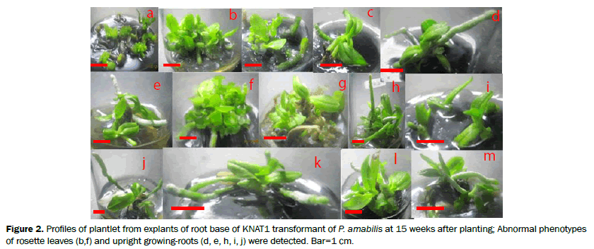 botanical-sciences-Profiles-plantlet-explants