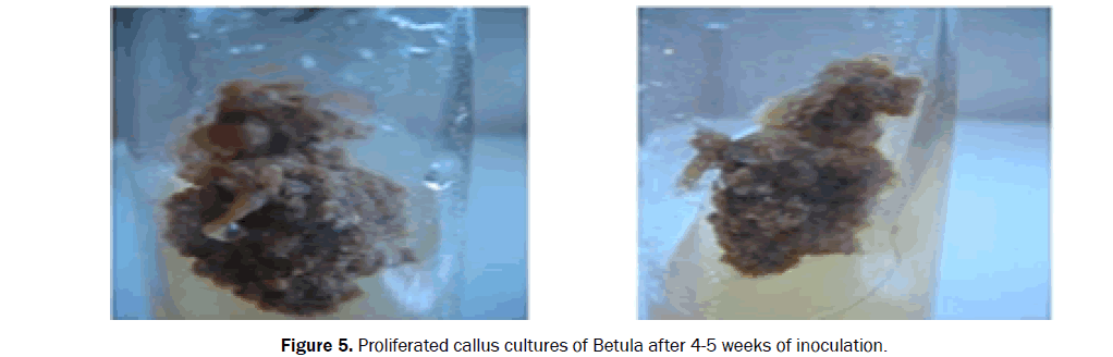 botanical-sciences-Proliferated-callus