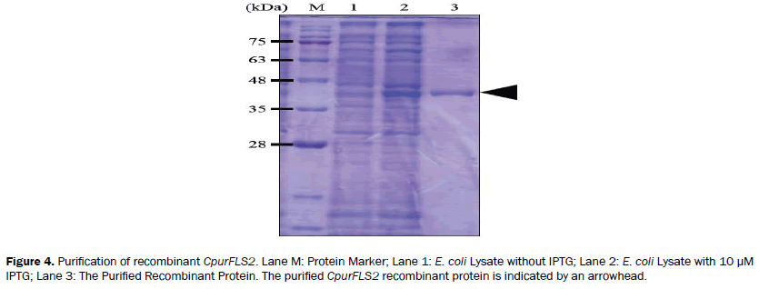 botanical-sciences-Purified-Recombinant