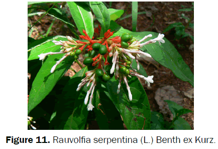 botanical-sciences-Rauvolfia-serpentina-Benth