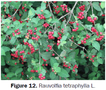 botanical-sciences-Rauvolfia-tetraphylla